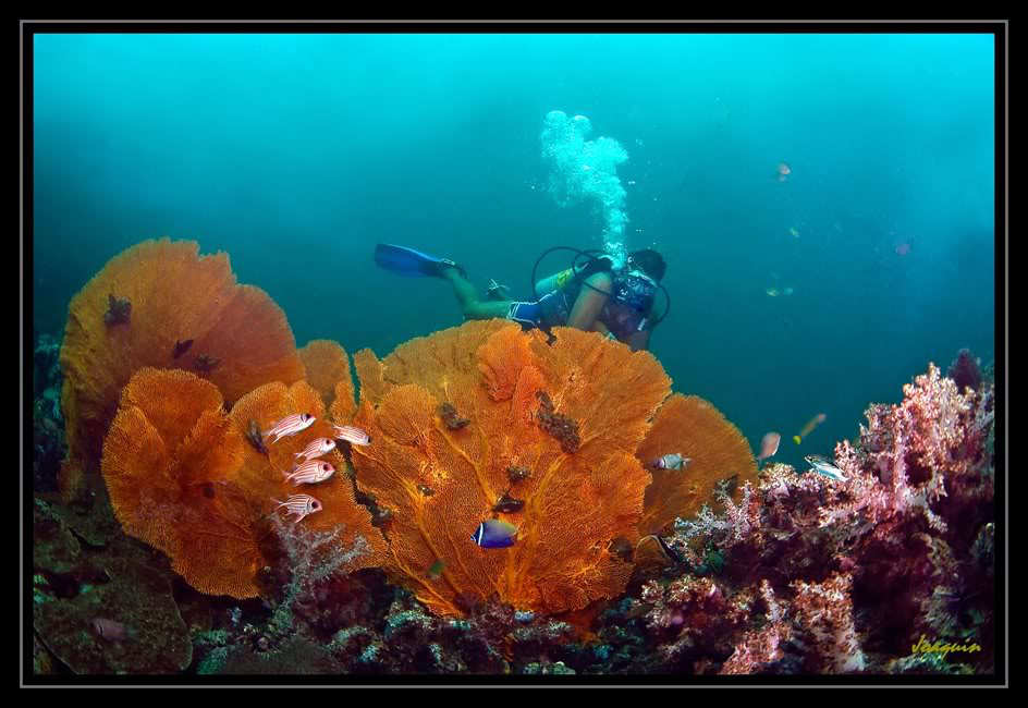 Phuket Thailand Underwater