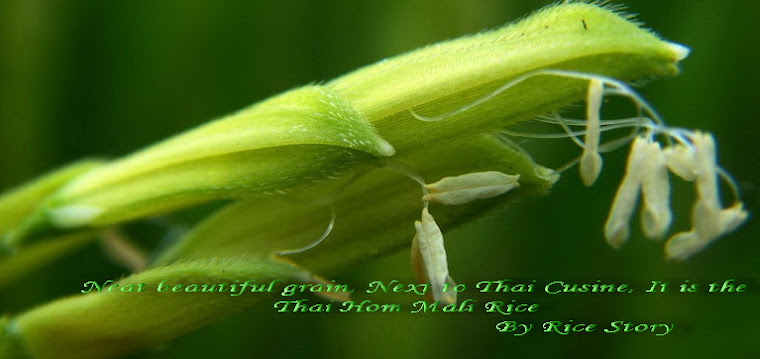 Rice Story  กินข้าวหรือยัง