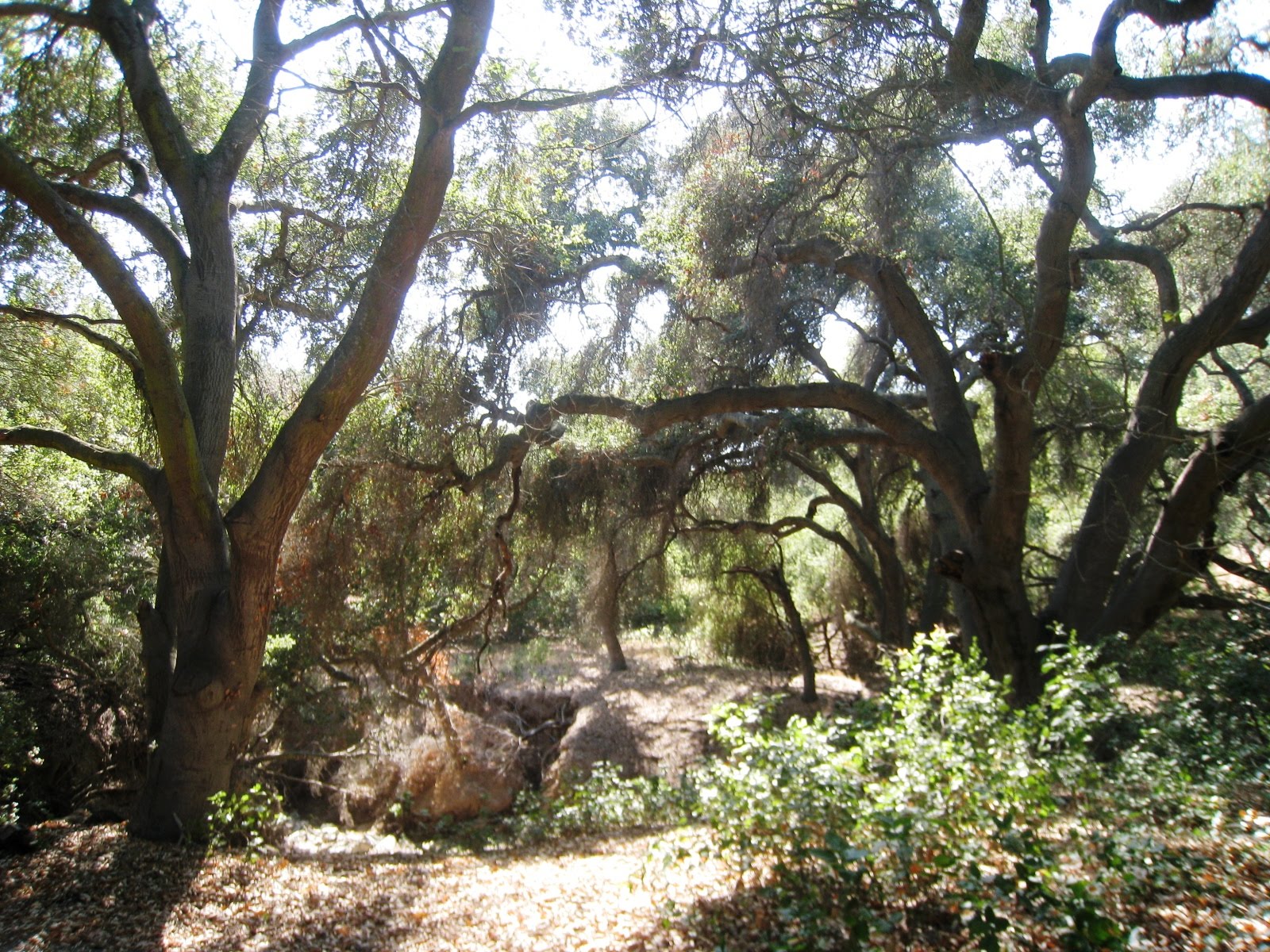 Brian and Ashley's Hiking Blog! Orange County Native Plant Information