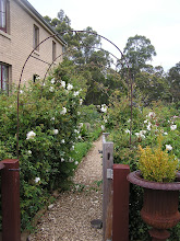 View from the side gate into my garden