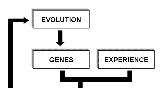 Who Came Up With Nature Vs Nurture Who Came Up With Nature Vs Nurture