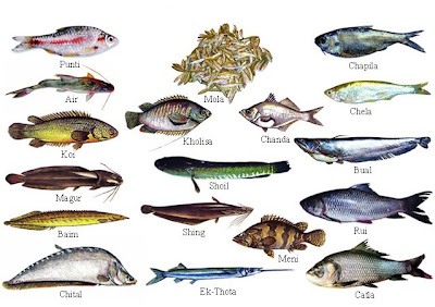 Fish name. Чем отличаются речные рыбы от морских. Отличие морских рыб от пресноводных. Fish list. Kinds of Fish.