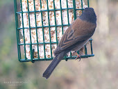 Dark-eyed Junco