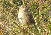 Golden-crowned Sparrow