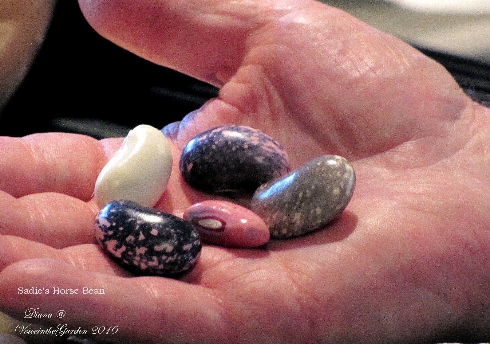 Voice In The Garden Sadie's Horse Bean and Chicken Stew