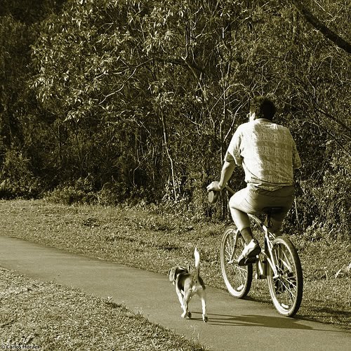 [bike_dog.jpg]
