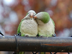 mate birds parrot toppins feed bag bird mating eggs bronx quaker parrots wild am quakers sea