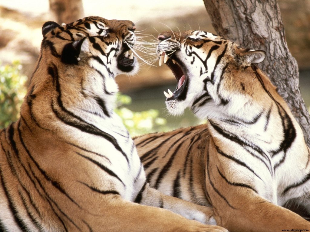 [Bengal_Tigers_6288_1024_768.jpg]