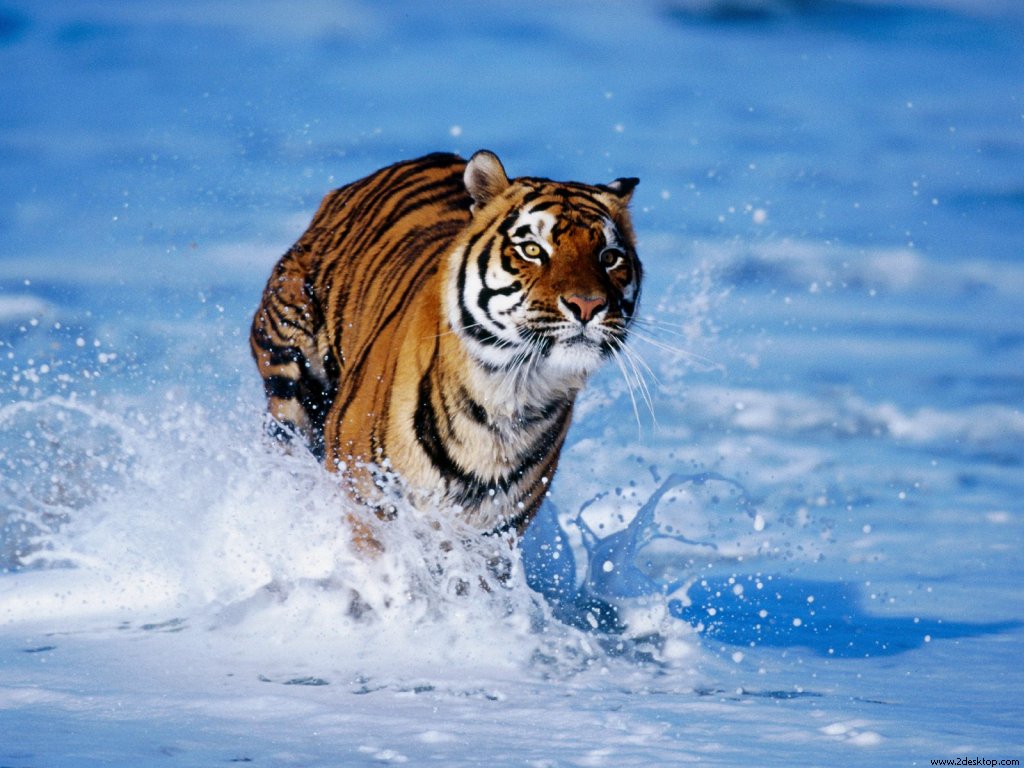 [Bengal_Tiger_6320_1024_768.jpg]