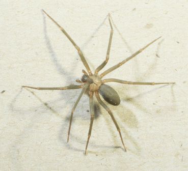 [brown_recluse1.jpg]