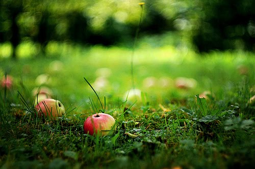 [autumn+apple.jpg]
