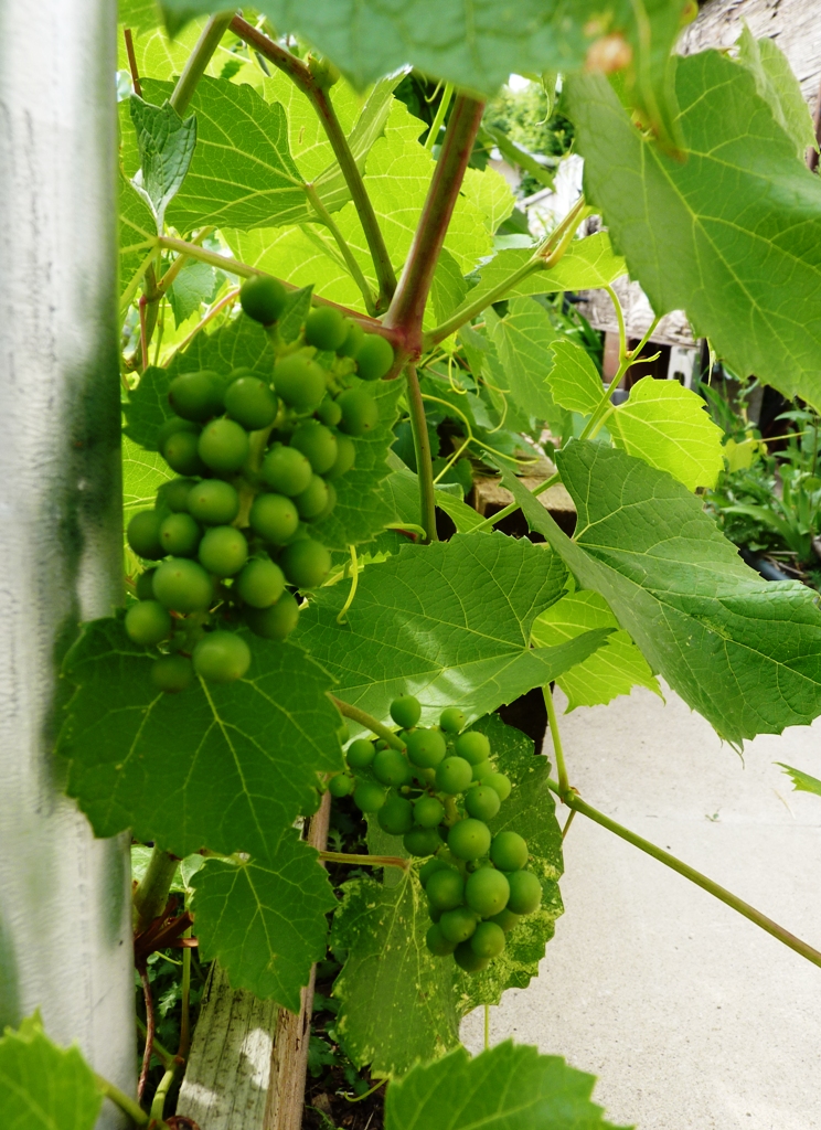 Daria's Daily Pics Yes grapes on the vine in Alberta