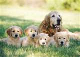 The Top Dog Classroom
