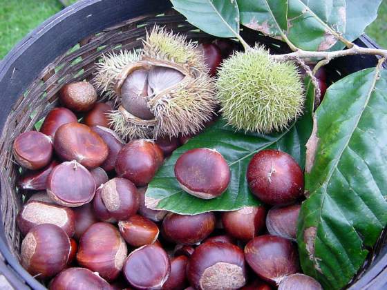 chestnut.jpg