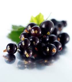 danau kasih: black currant / Ribes nigrum