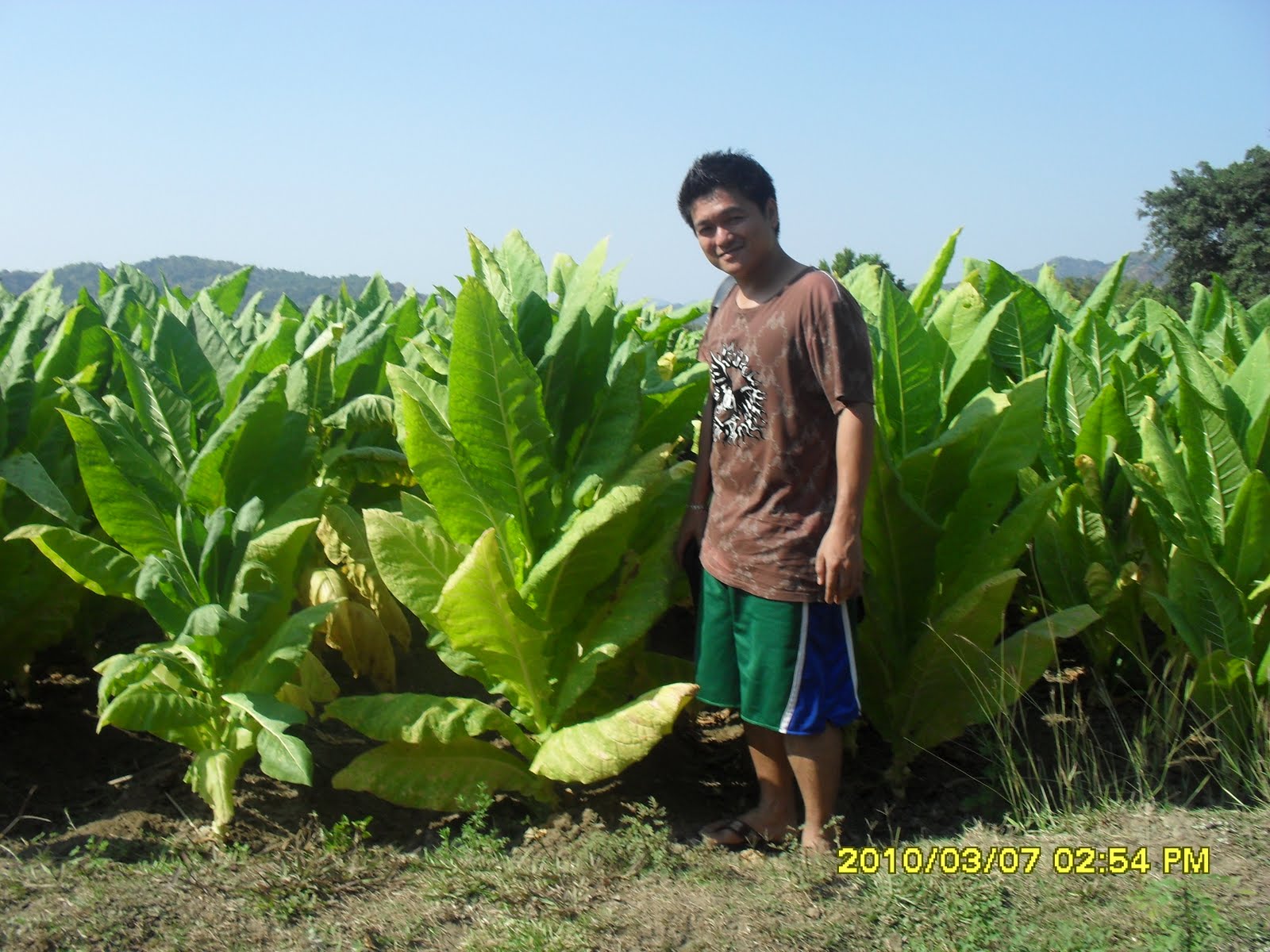 PHOTOS, PEOPLE, PLACES, FOODS AND ANIMALS... Noemi and Ricardo Tobacco Farm, Ilocos Sur