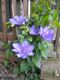 Clematis