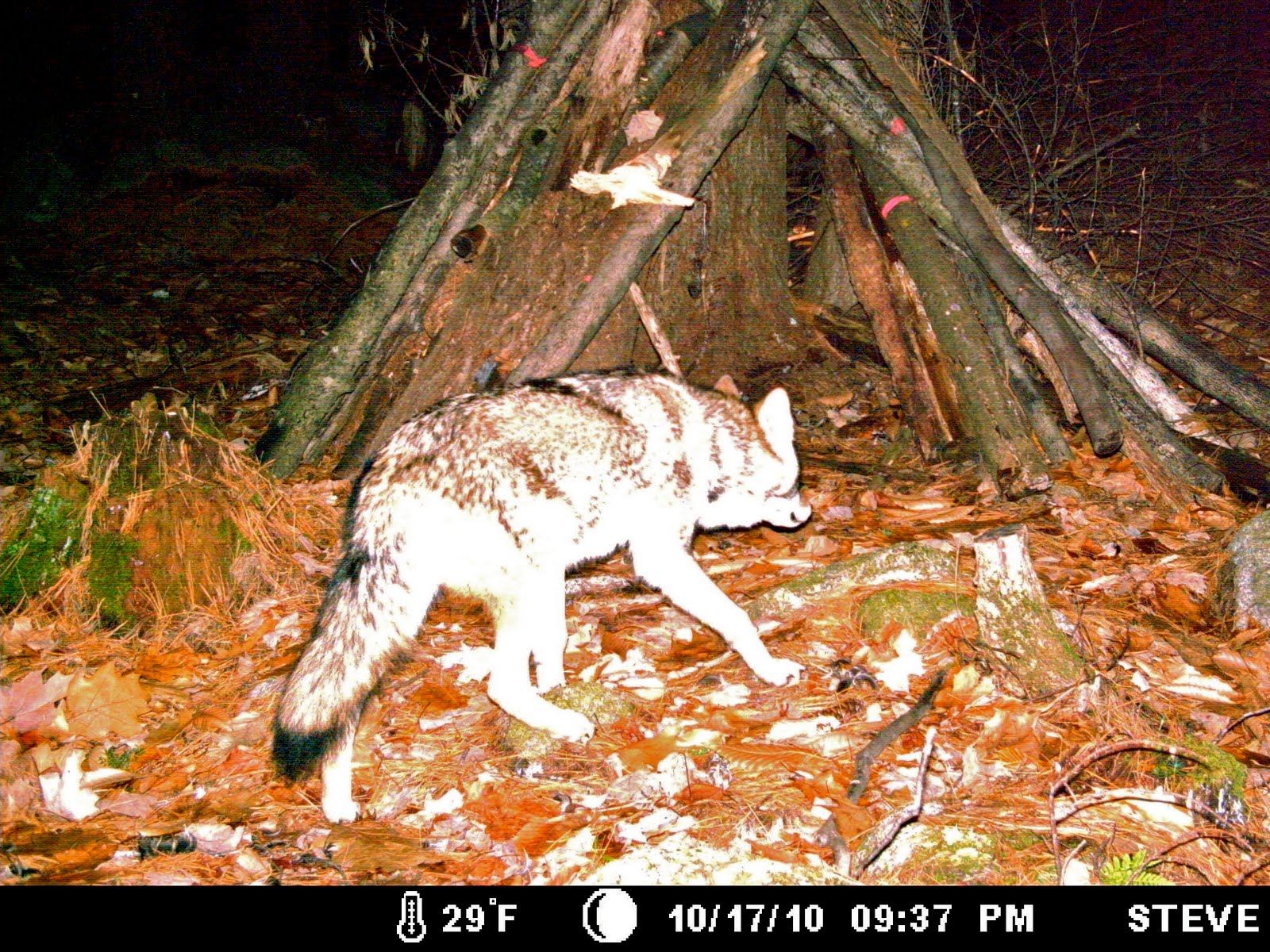 The Maine Outdoorsman: Moultrie Game Camera