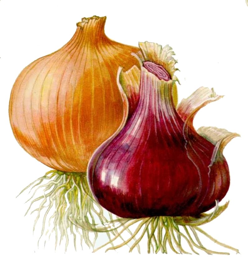 [cebola_floraisonline.jpg]