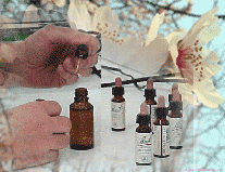 [florais_como_fazer.gif]