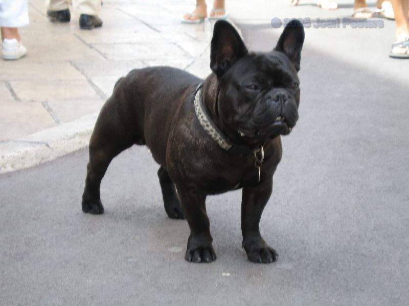 Sri Lankan Dog Lovers Picture Gallery 1