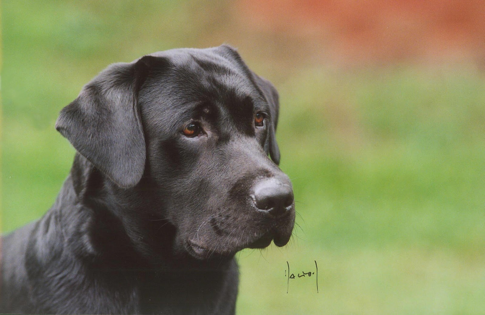 Sri Lankan Dog Lovers Picture Gallery 2