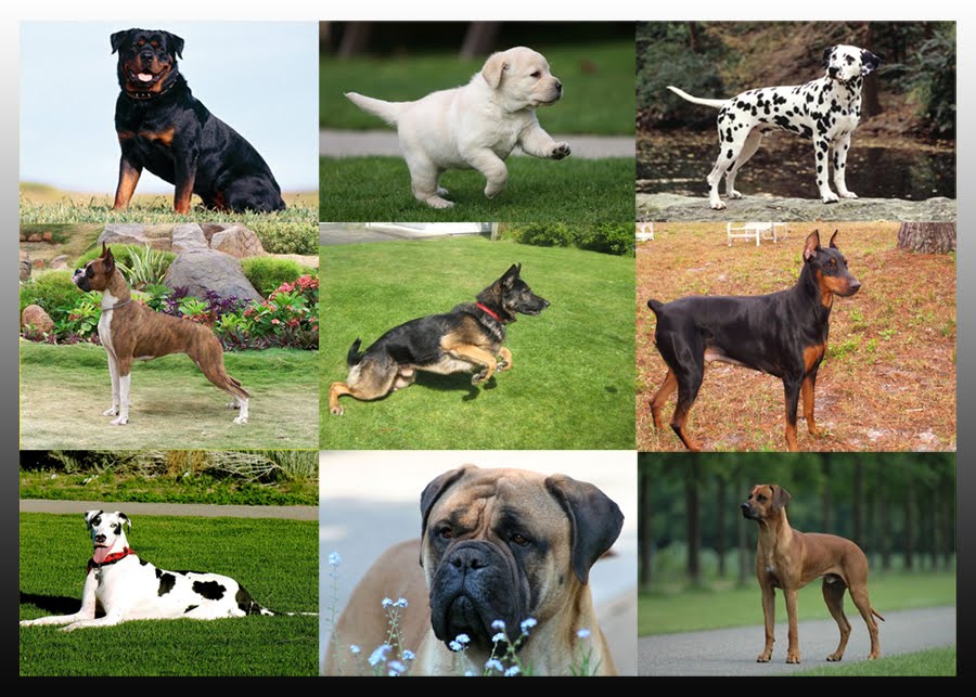 Sri Lankan Dog Lovers Dog Breed Information ( P S )