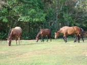 Horses of Sleepy Meadows, Guam (671)-898-0898
