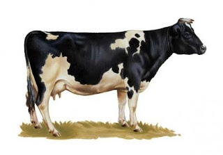 голштино-фризкая молочная корова