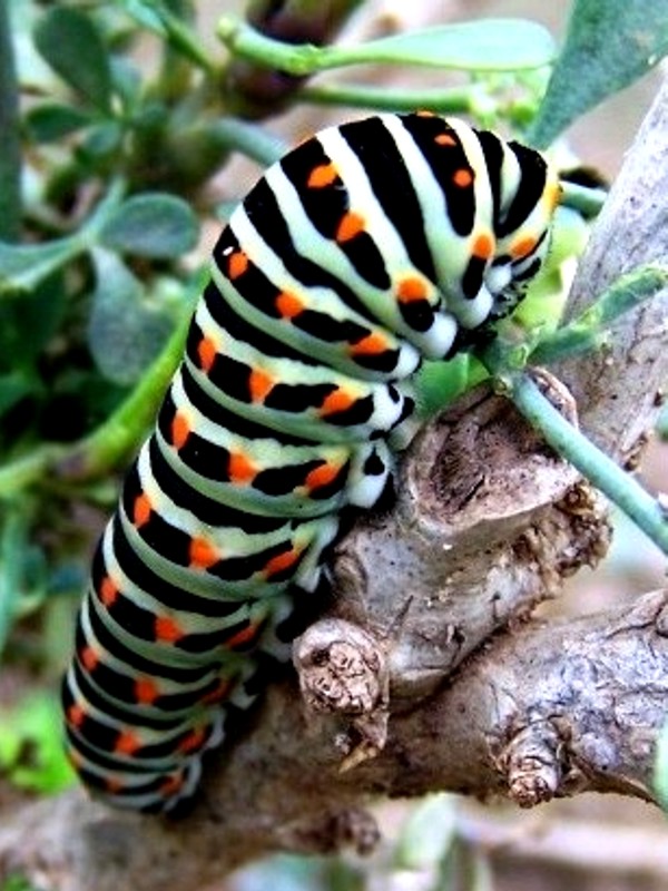 Viendo y aprendiendo de la naturaleza: agosto 2010