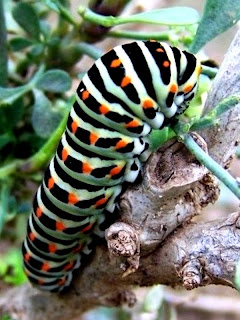 Viendo y aprendiendo de la naturaleza: Mariposa macaón