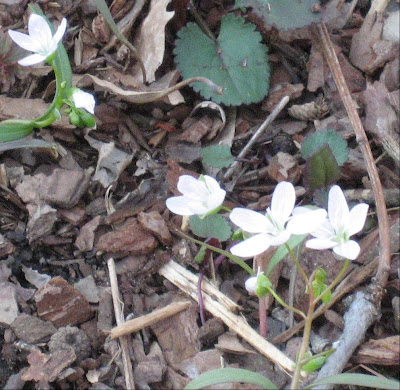 Clay And Limestone Here Today Gone Tomorrow