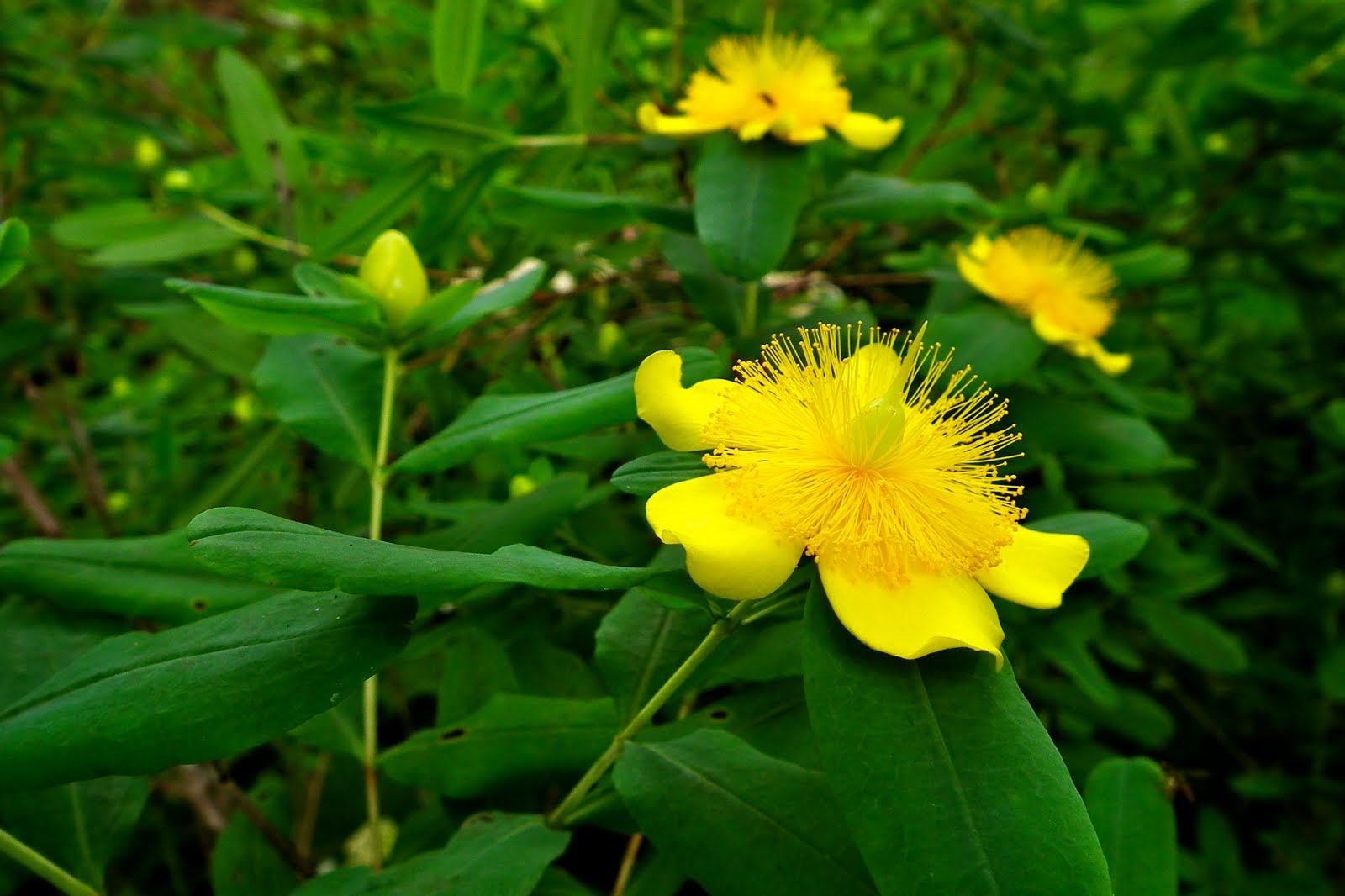 Hypericum frondosum