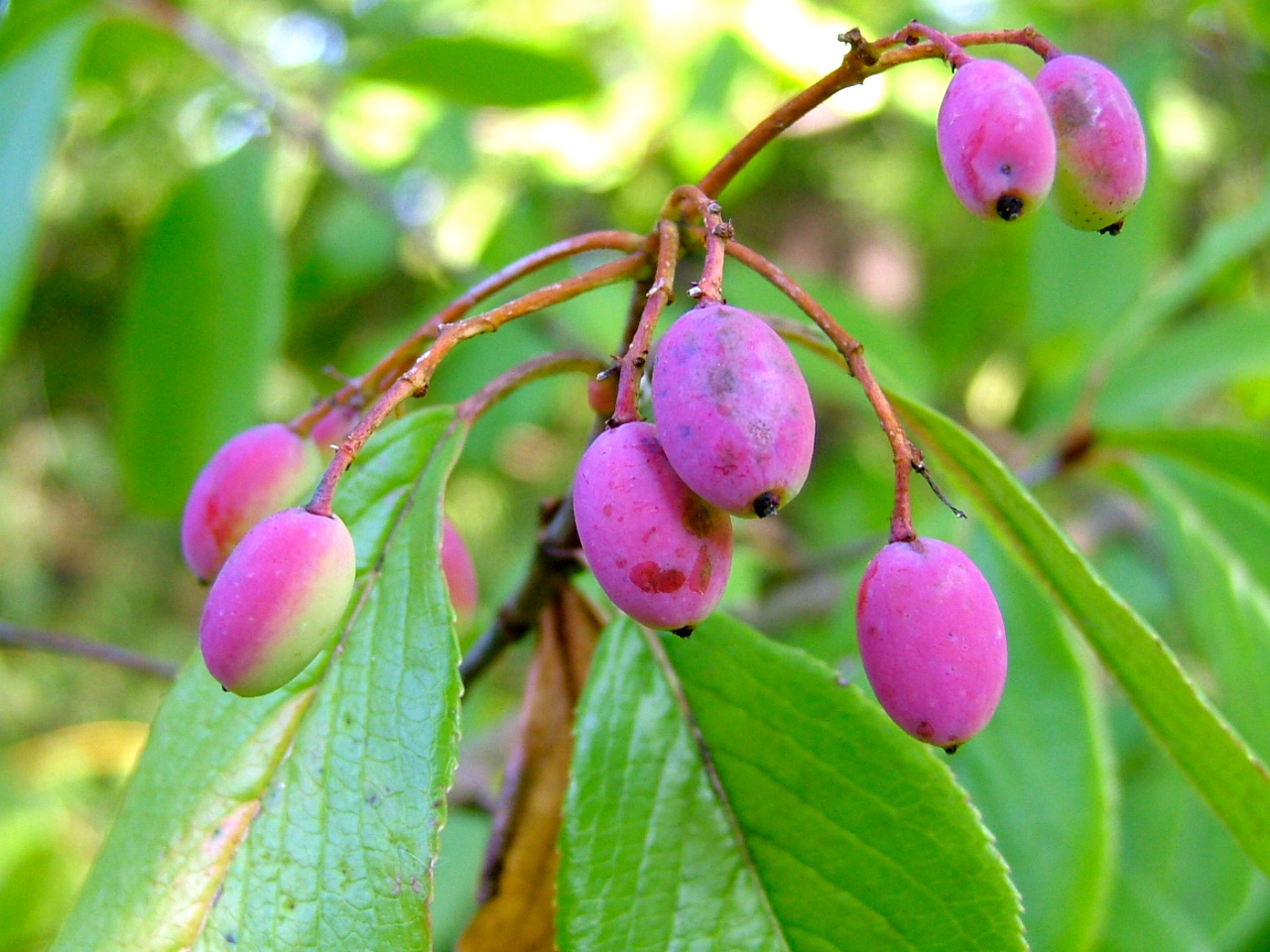 Nature Rambling October 9 2014 Ramble Report