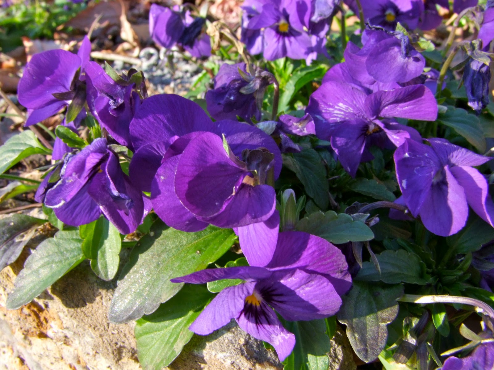 clay and limestone Hope Springs Eternal For Blooms