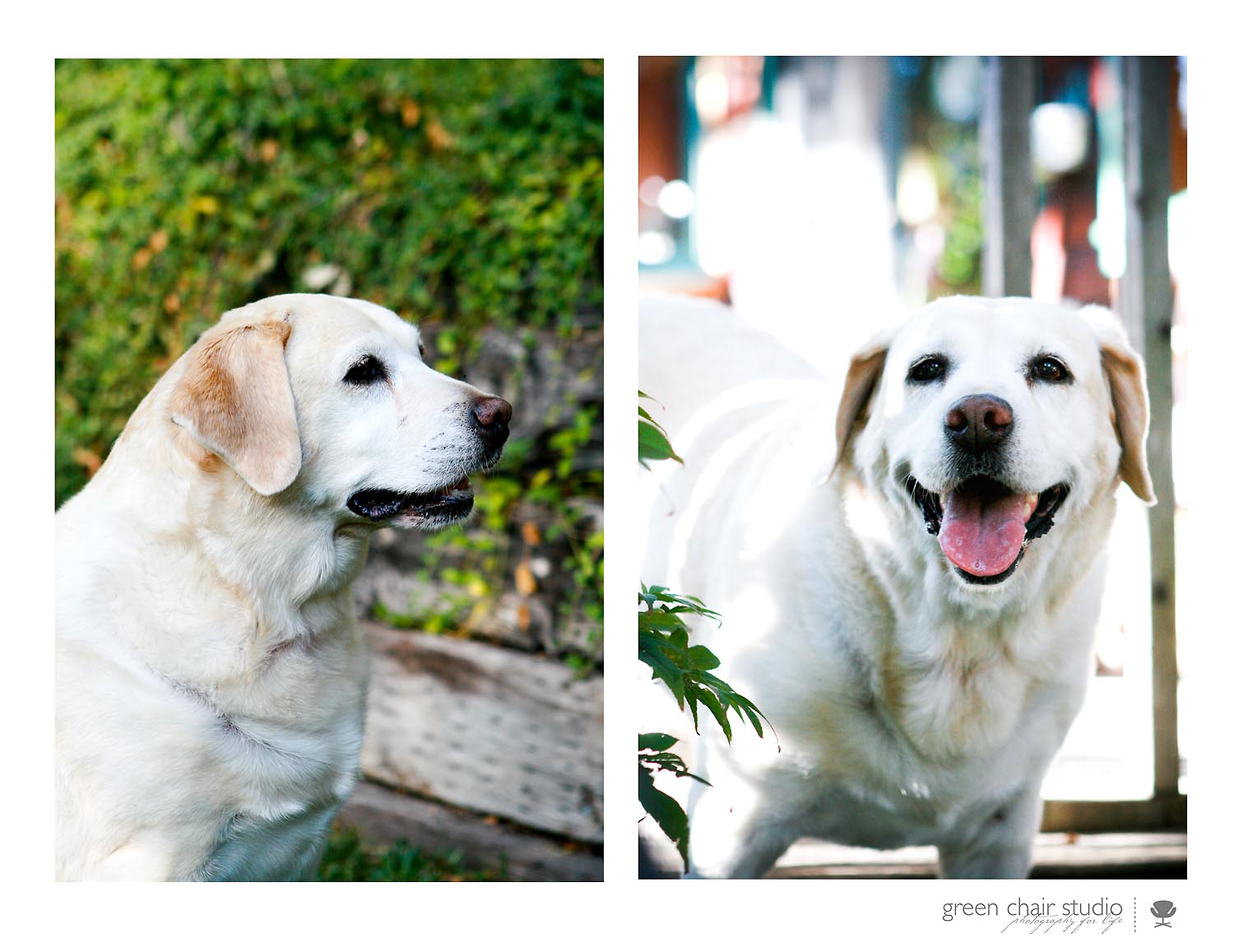 [18-maggies_smile-dog_photography-carmel.jpg]