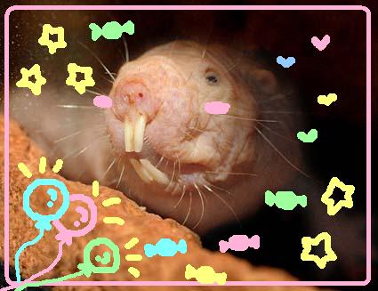 Totenkopfäffchen Süß