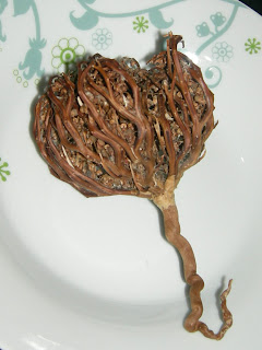 RSCN5276.JPG