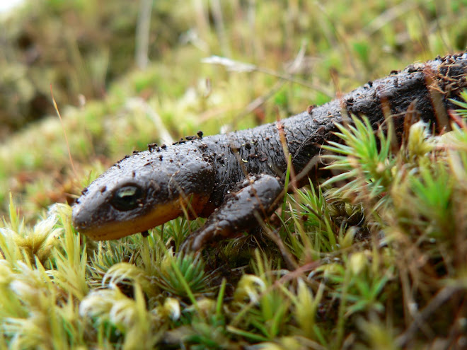 Rough-skinned newt