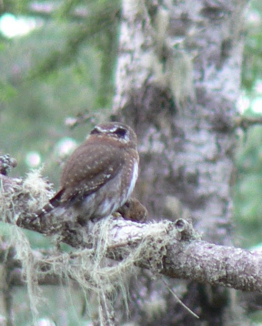 Northern Pygmy Owl