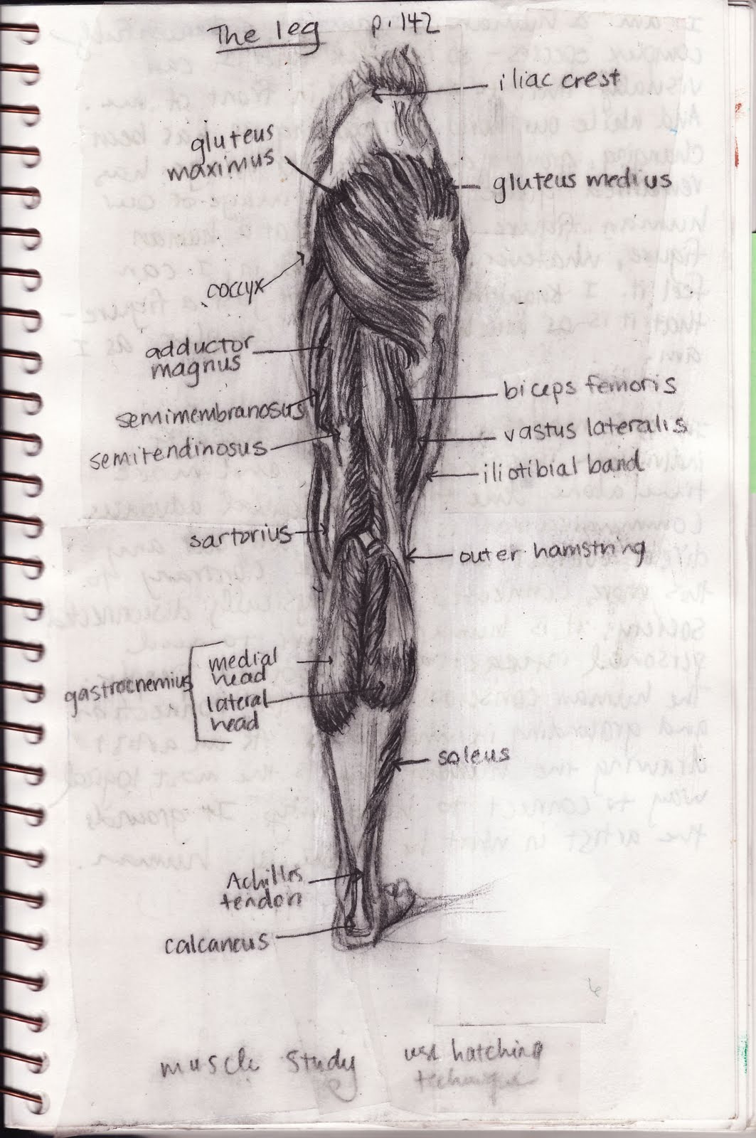 Sailing the Sacred Sea: Anatomy of Human Leg