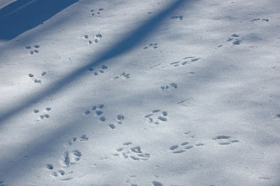 Autumn in New Hampshire: Interesting Animal Tracks in the Snow