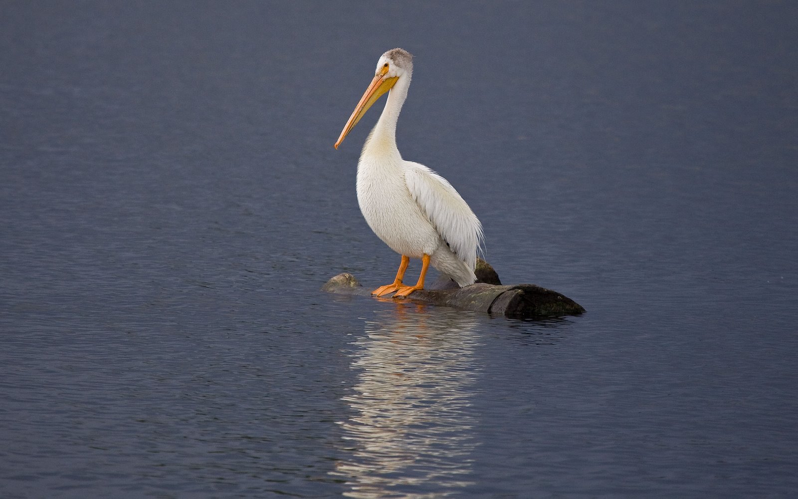 RonNewby Young Pelican Lake Windsor Colorado