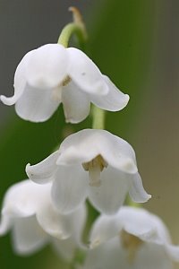 [muguet.jpg]