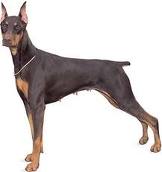 When is divorce like a Doberman Pinscher?