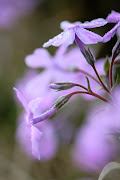 Phlox Composition