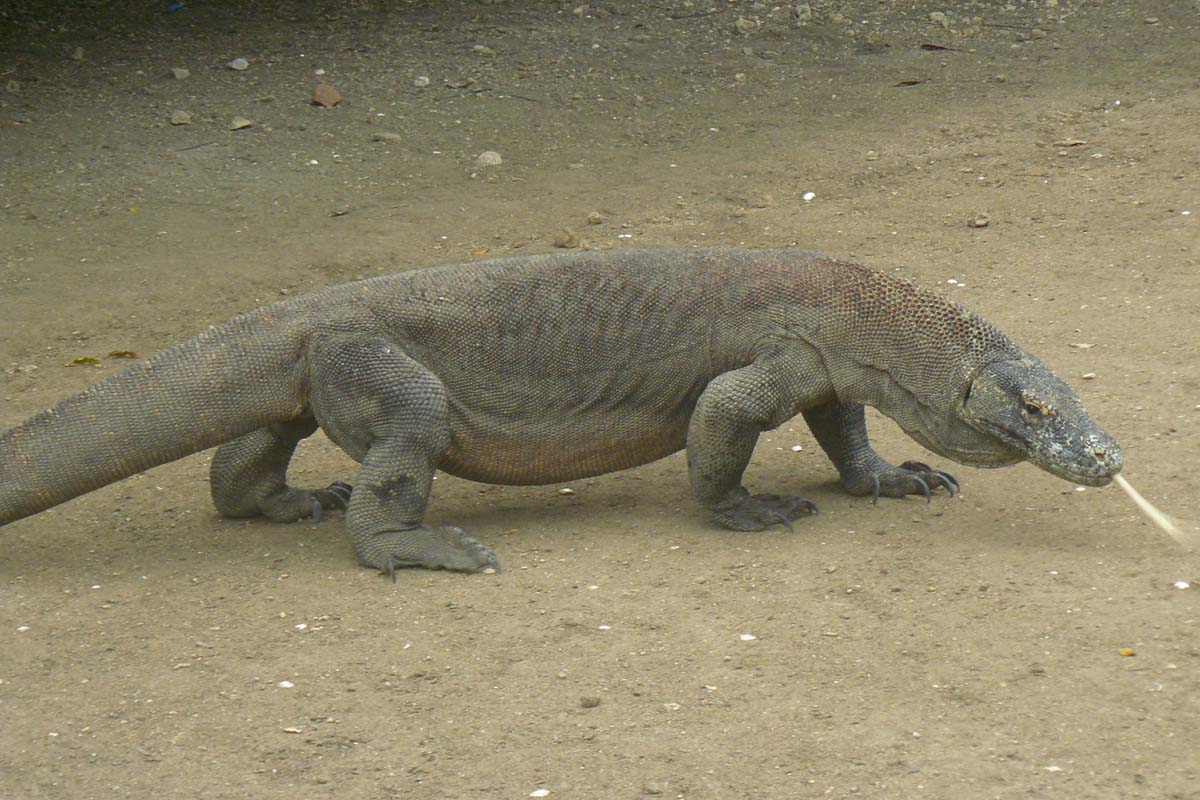 can you die from comodo dragon bite can you die from comodo dragon bite