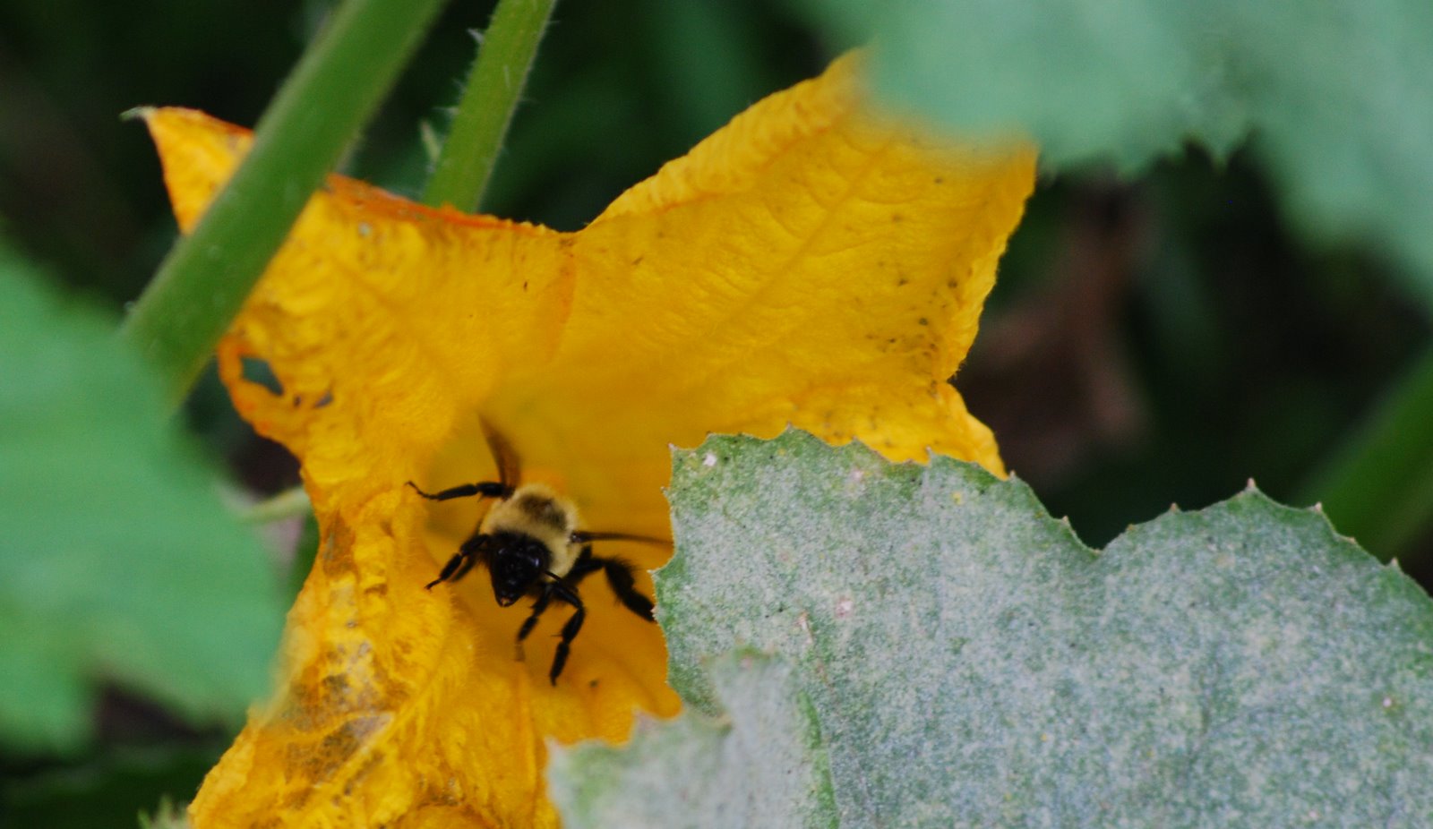 My Iowa Garden Gourd Blossoms