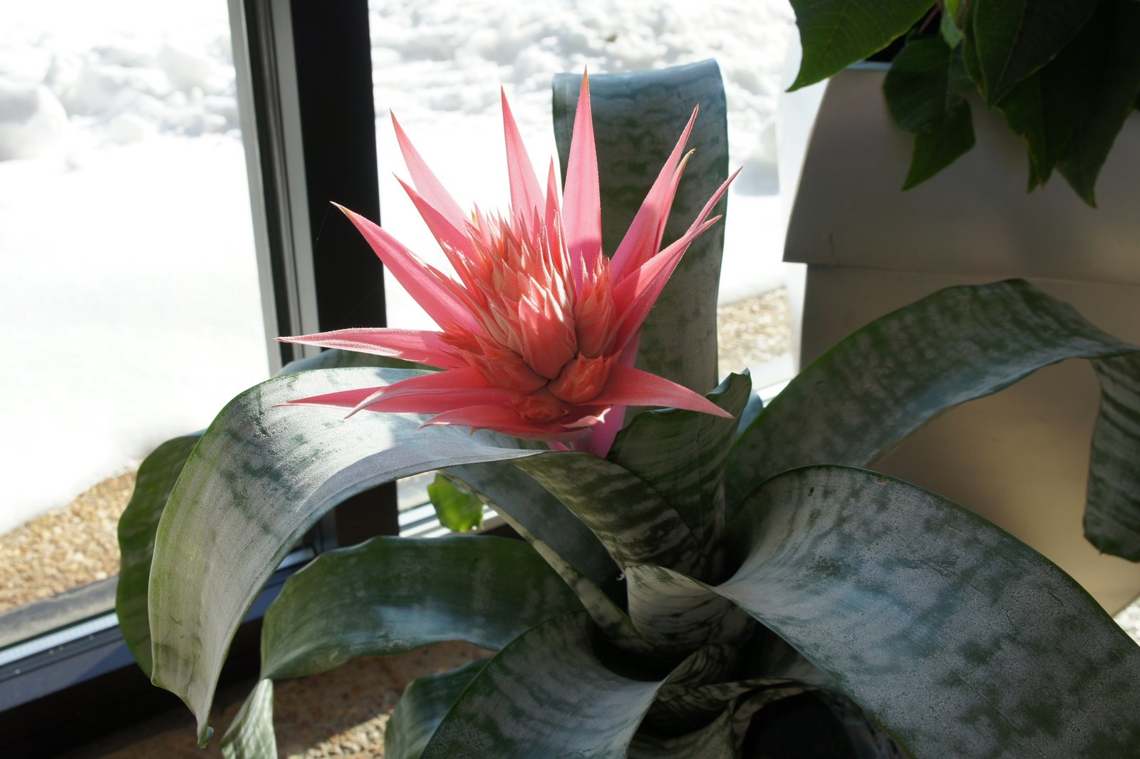 My Iowa Garden Silver Vase Bromeliad