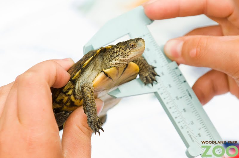 Teens release endangered turtles into wild